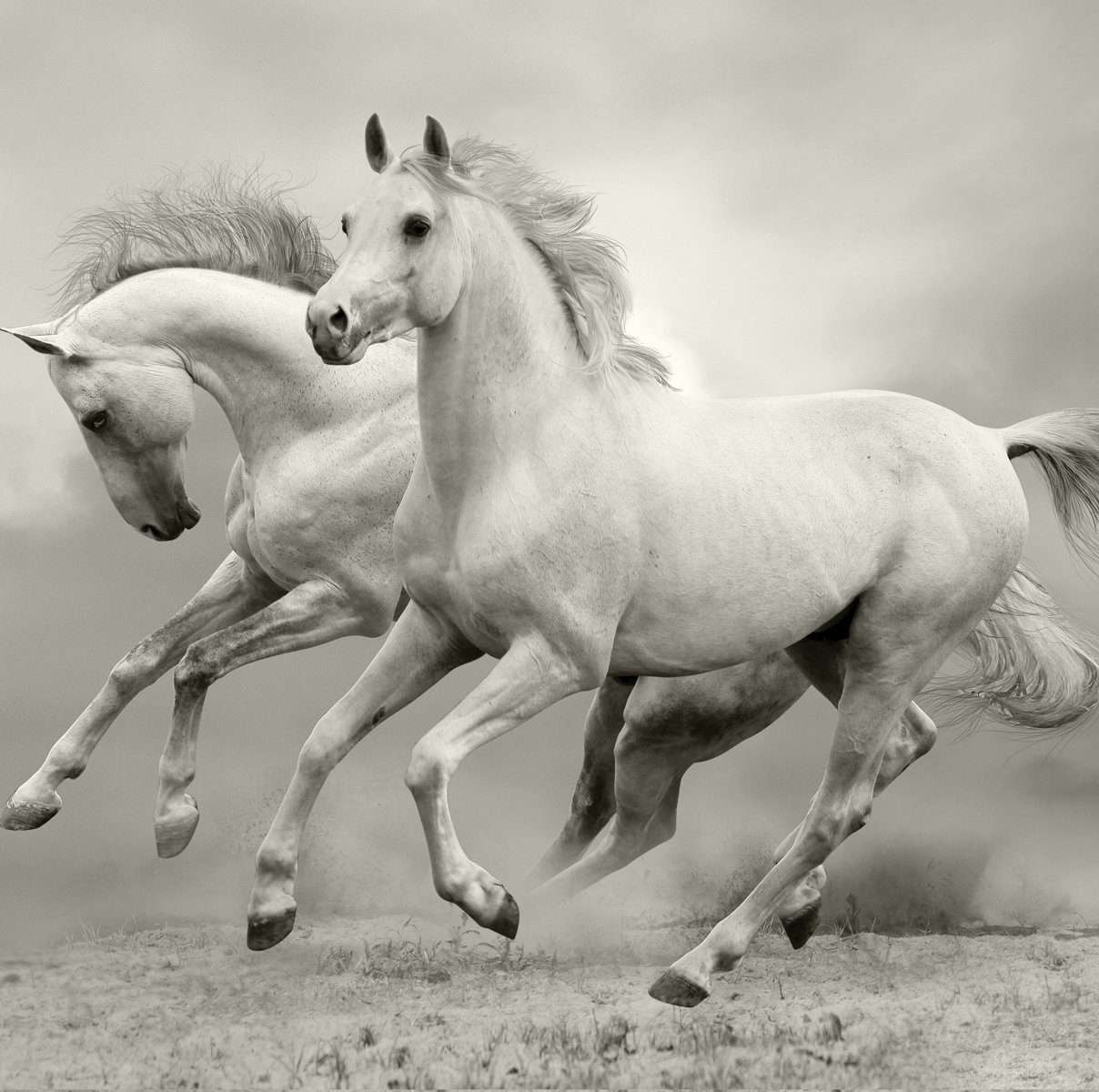 sqm2378ps ustrip 即剥即贴可移除墙贴贴纸壁画野生白色公马范围 15